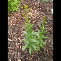 Pastel, Isatis tincoria (2)